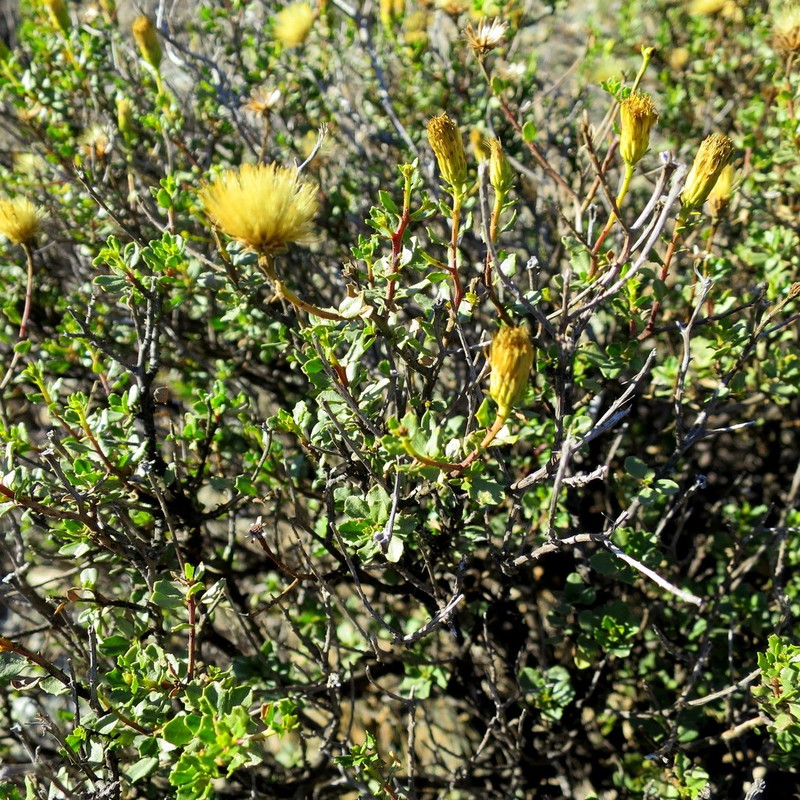 Pegolettia baccharidifolia photo 4