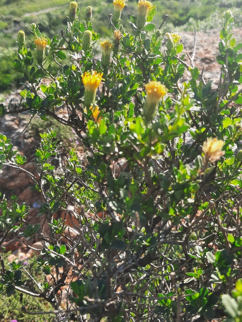 Pegolettia baccharidifolia photo 5