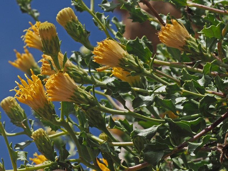 Pegolettia baccharidifolia photo 6