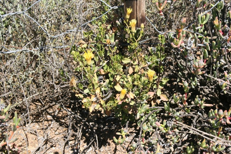 Pegolettia baccharidifolia photo 8