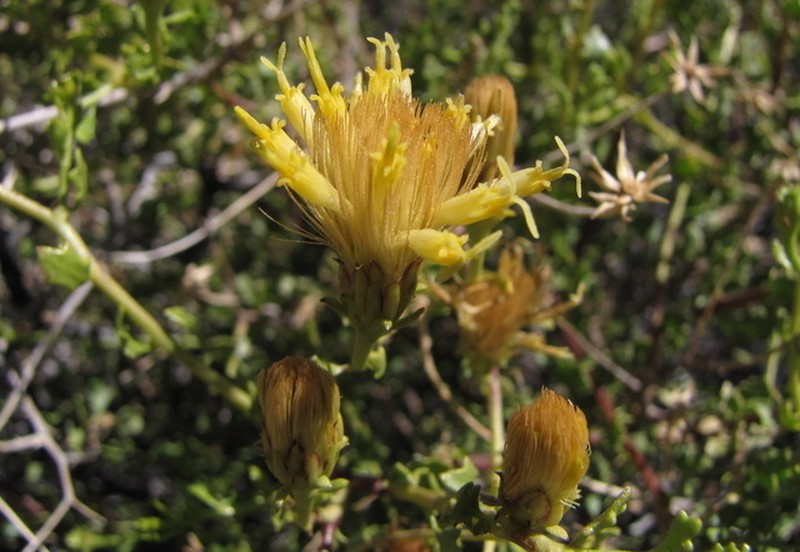 Pegolettia gariepina