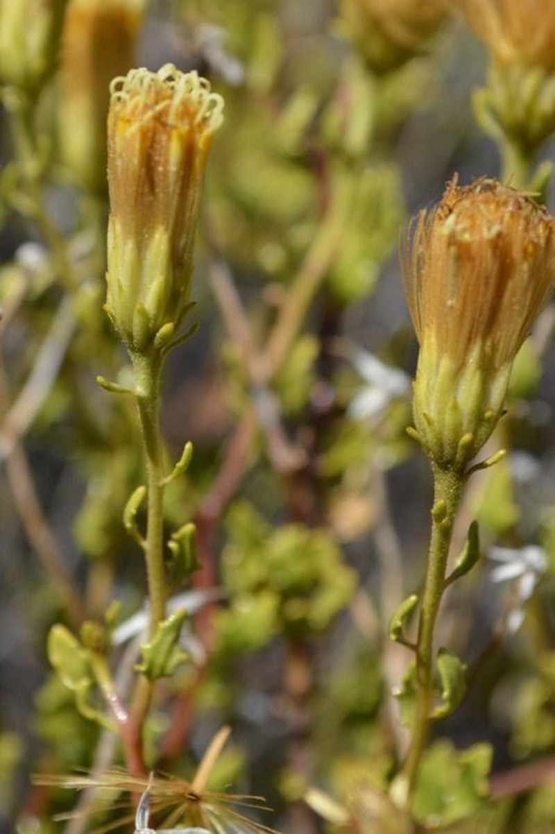 Pegolettia gariepina photo 2