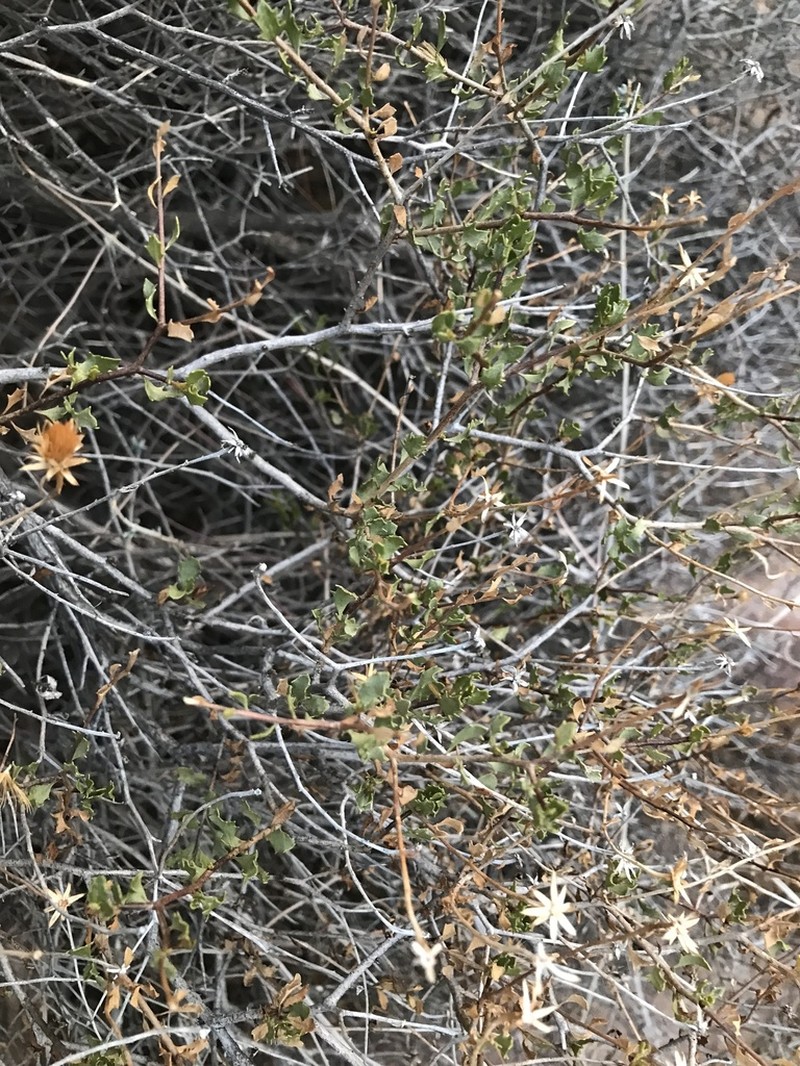 Pegolettia gariepina photo 3