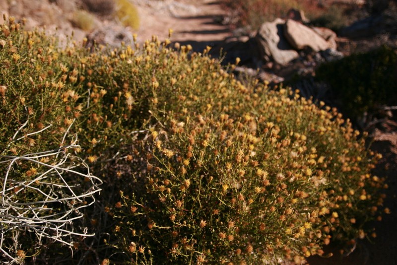 Pegolettia gariepina photo 4