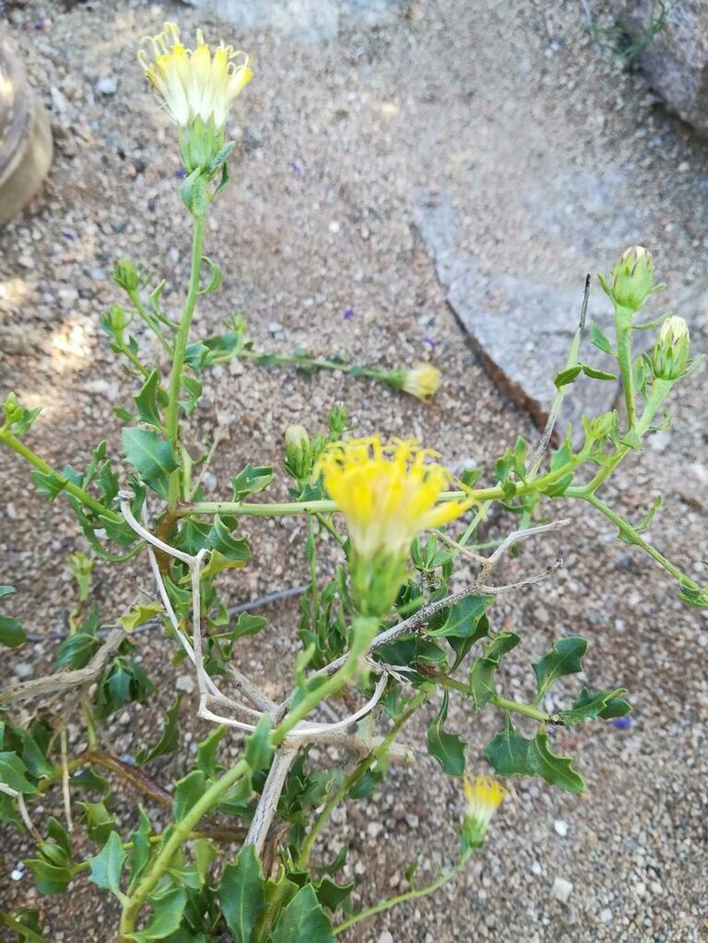 Pegolettia gariepina photo 5