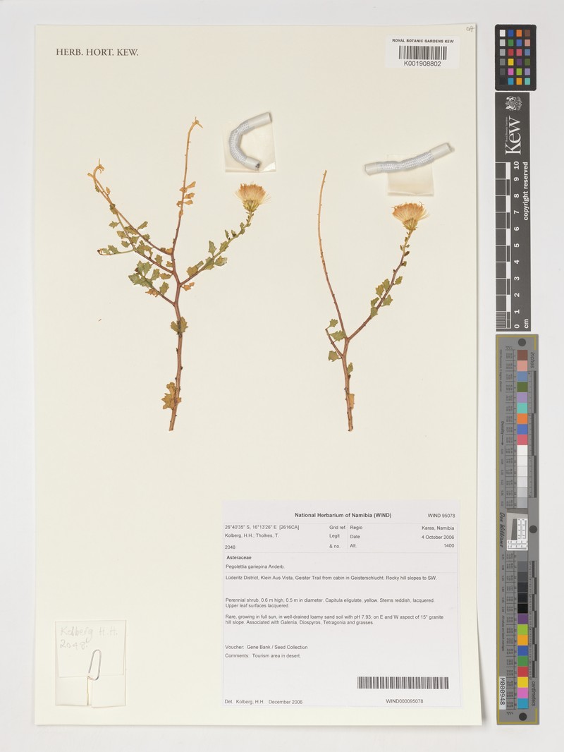 Pegolettia gariepina photo 8