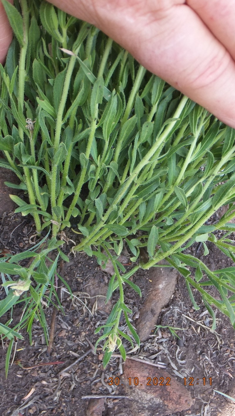 Pegolettia lanceolata
