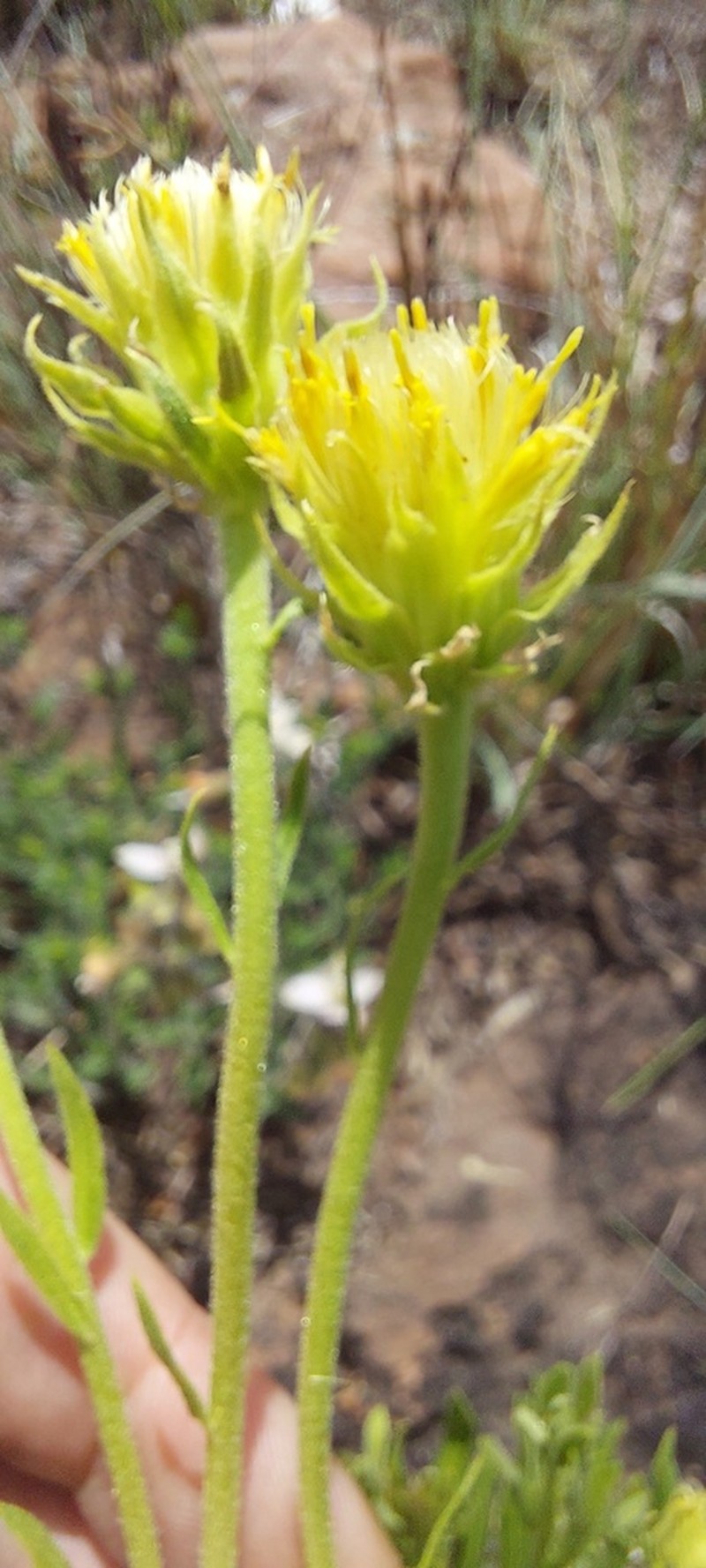Pegolettia lanceolata photo 2