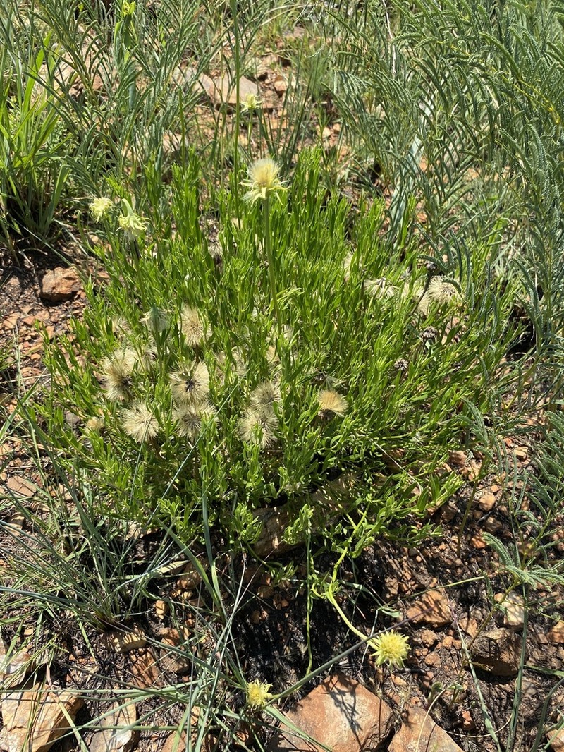 Pegolettia lanceolata photo 3