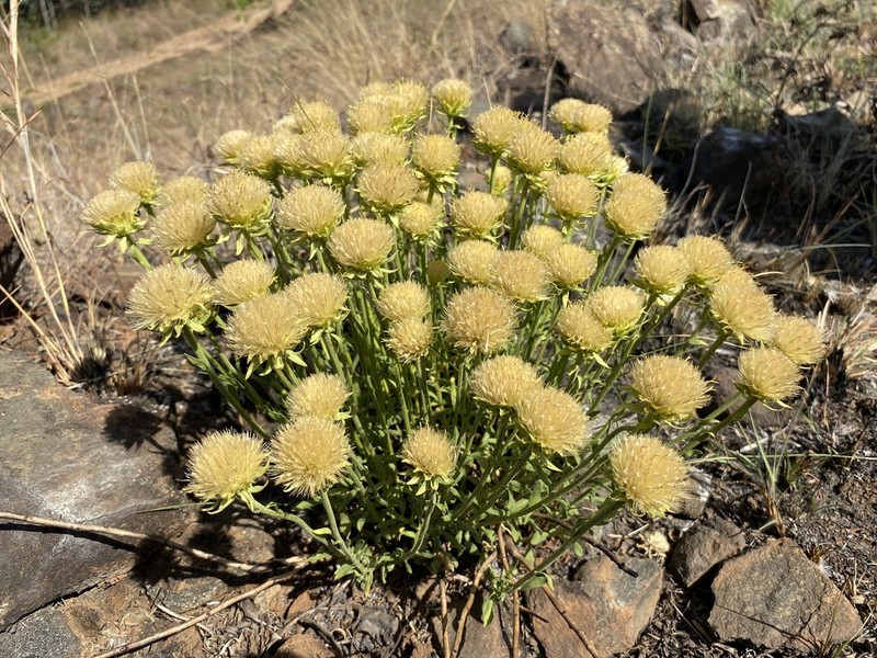 Pegolettia lanceolata photo 4