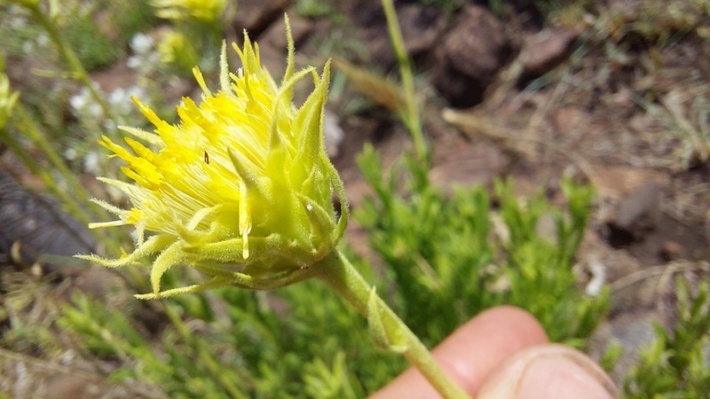 Pegolettia lanceolata photo 5