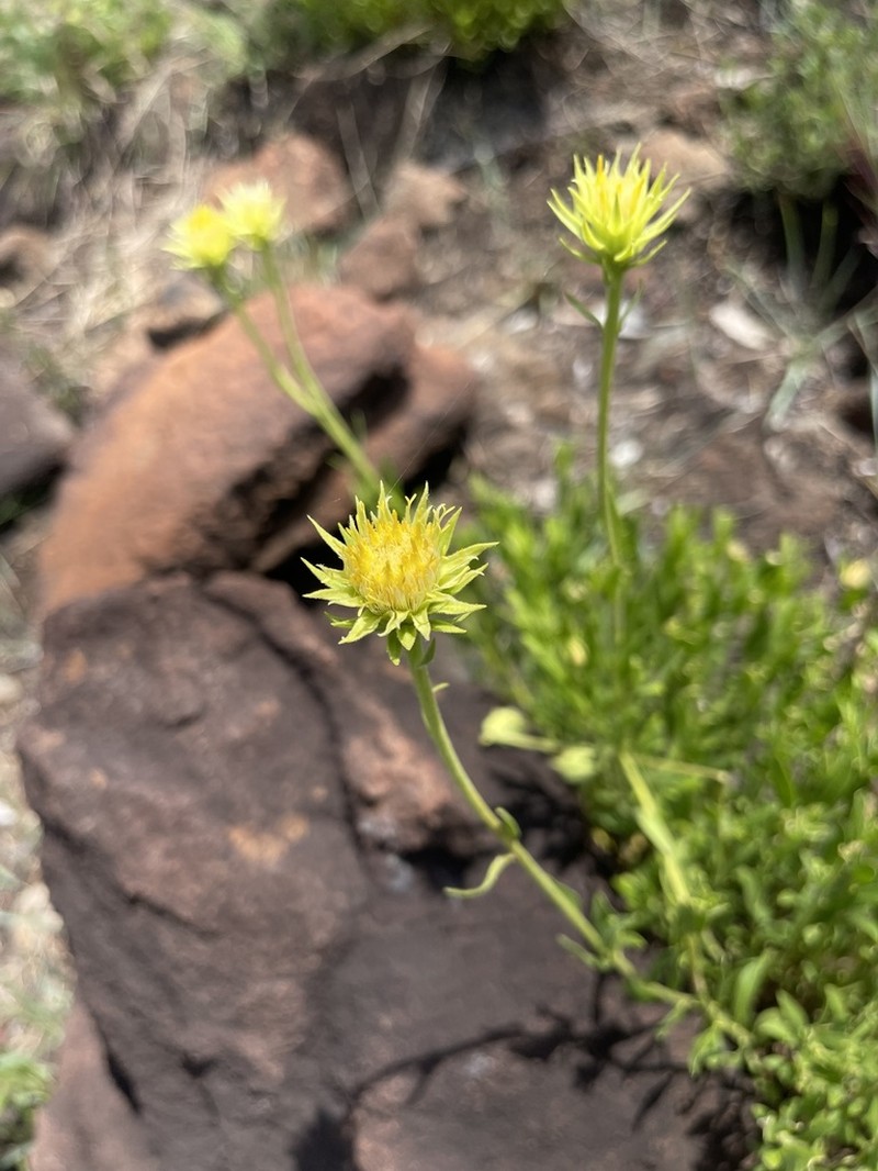 Pegolettia lanceolata photo 6