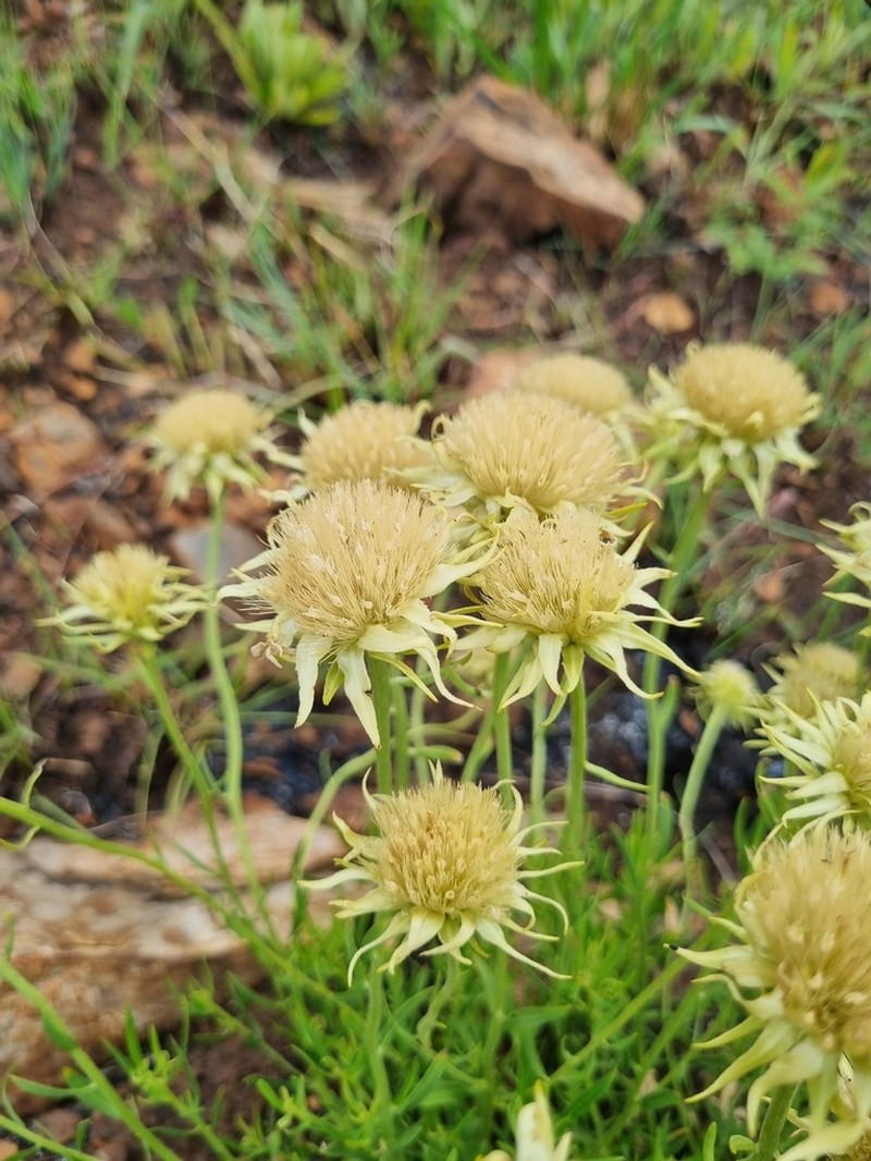 Pegolettia lanceolata photo 7