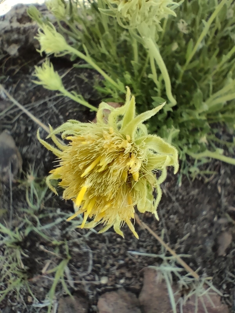 Pegolettia lanceolata photo 8