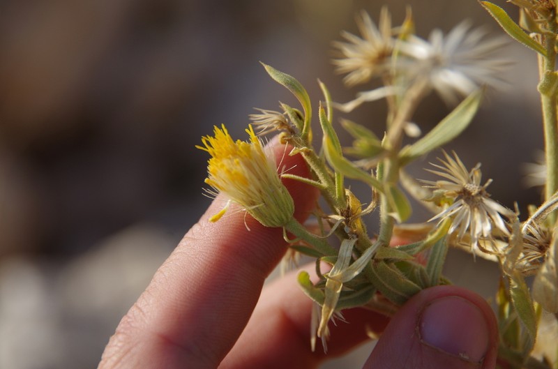 Pegolettia oxyodonta