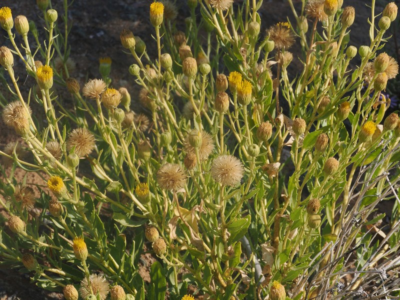 Pegolettia oxyodonta photo 2