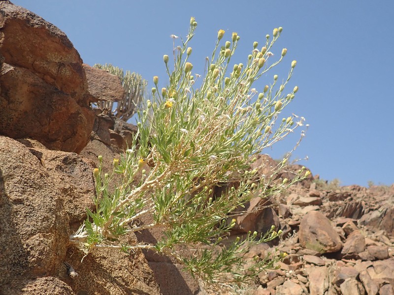 Pegolettia oxyodonta photo 3