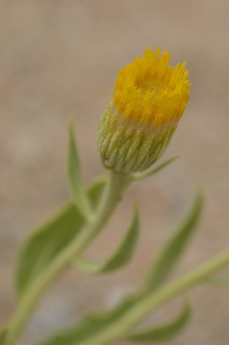 Pegolettia oxyodonta photo 4