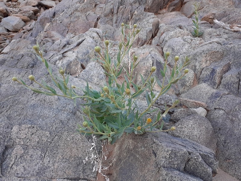 Pegolettia oxyodonta photo 5