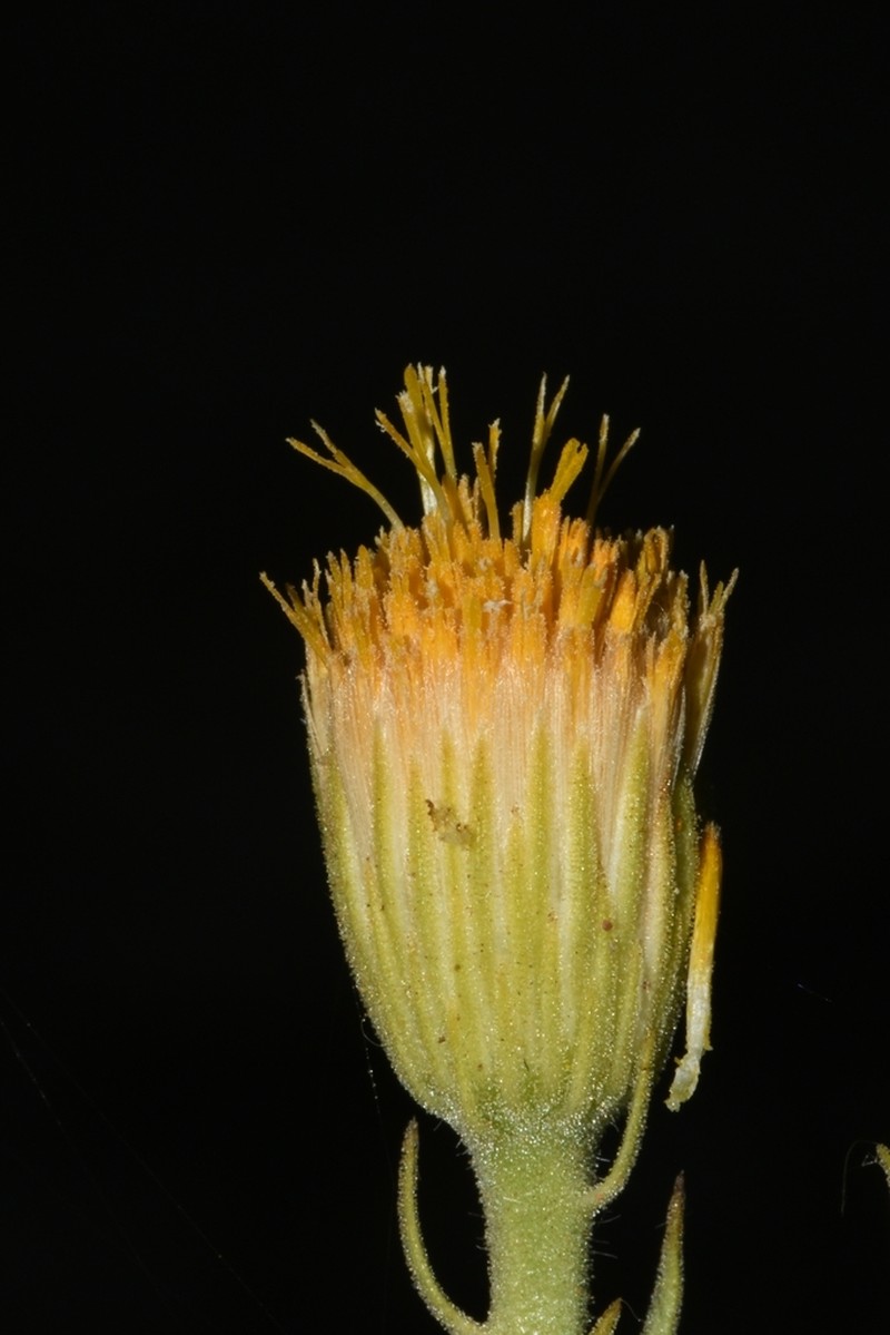Pegolettia oxyodonta photo 6