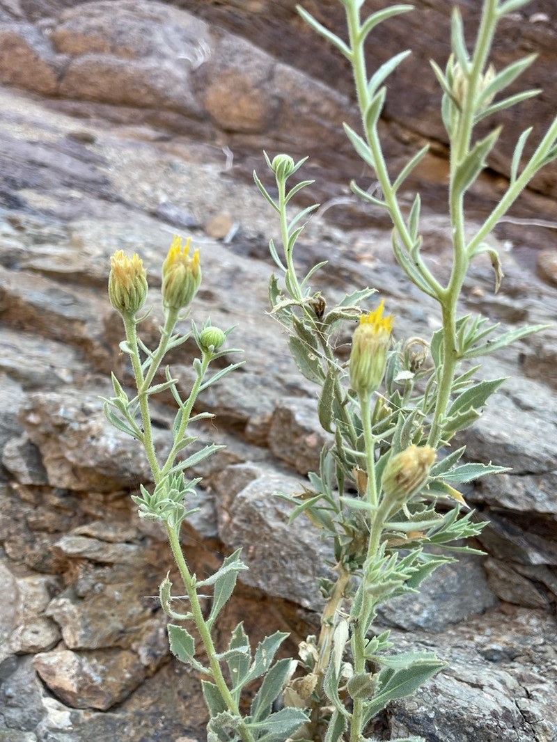 Pegolettia oxyodonta photo 7