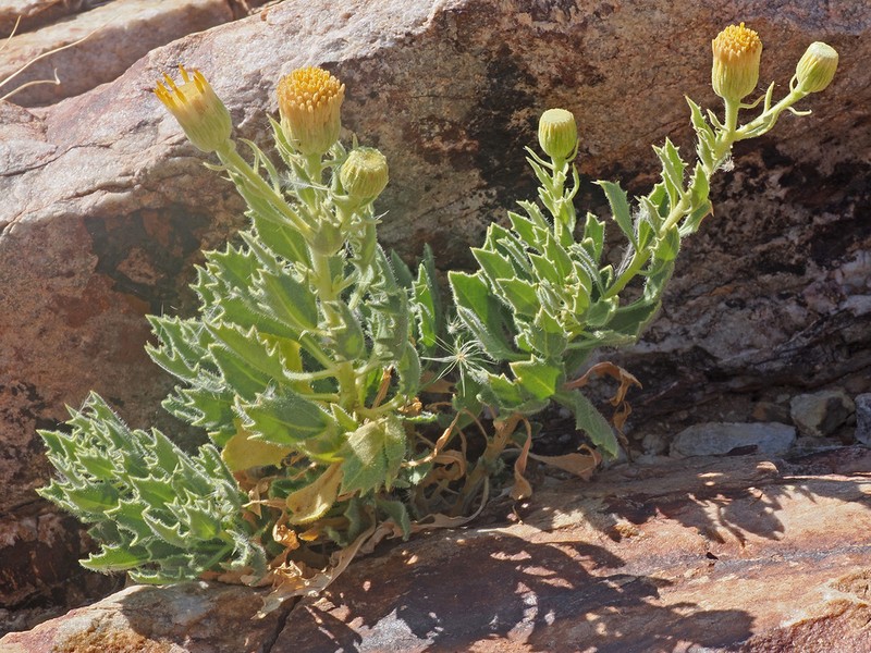 Pegolettia oxyodonta photo 8