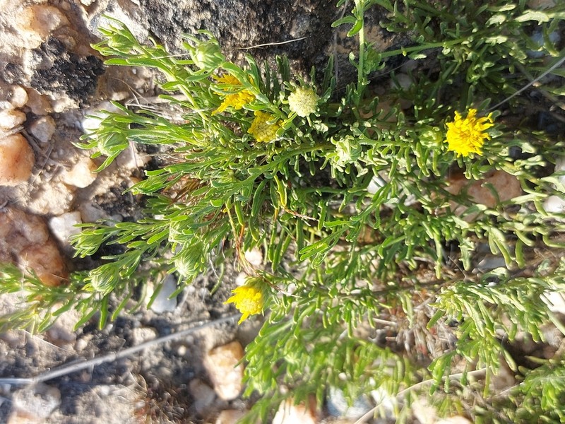 Pegolettia pinnatilobata