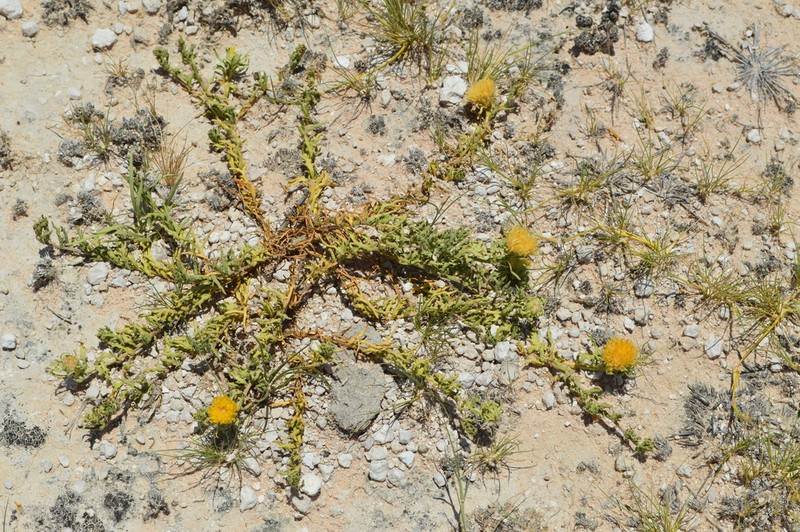 Pegolettia pinnatilobata photo 2