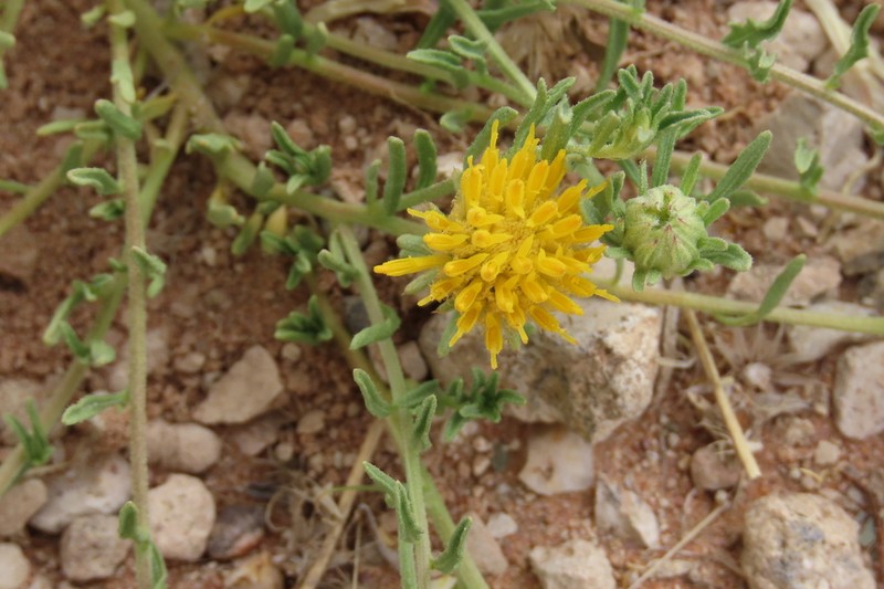 Pegolettia pinnatilobata photo 3