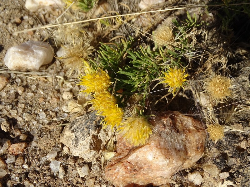 Pegolettia pinnatilobata photo 5