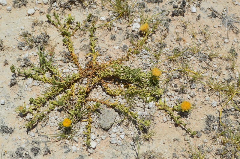 Pegolettia pinnatilobata photo 6