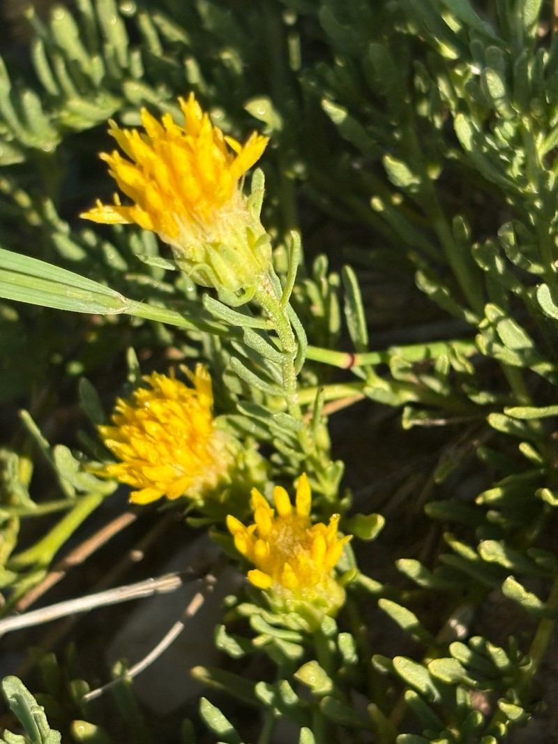 Pegolettia pinnatilobata photo 8