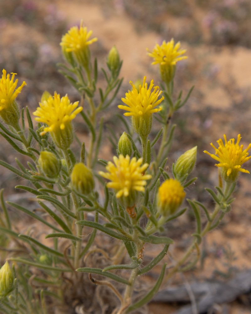 Pegolettia plumosa