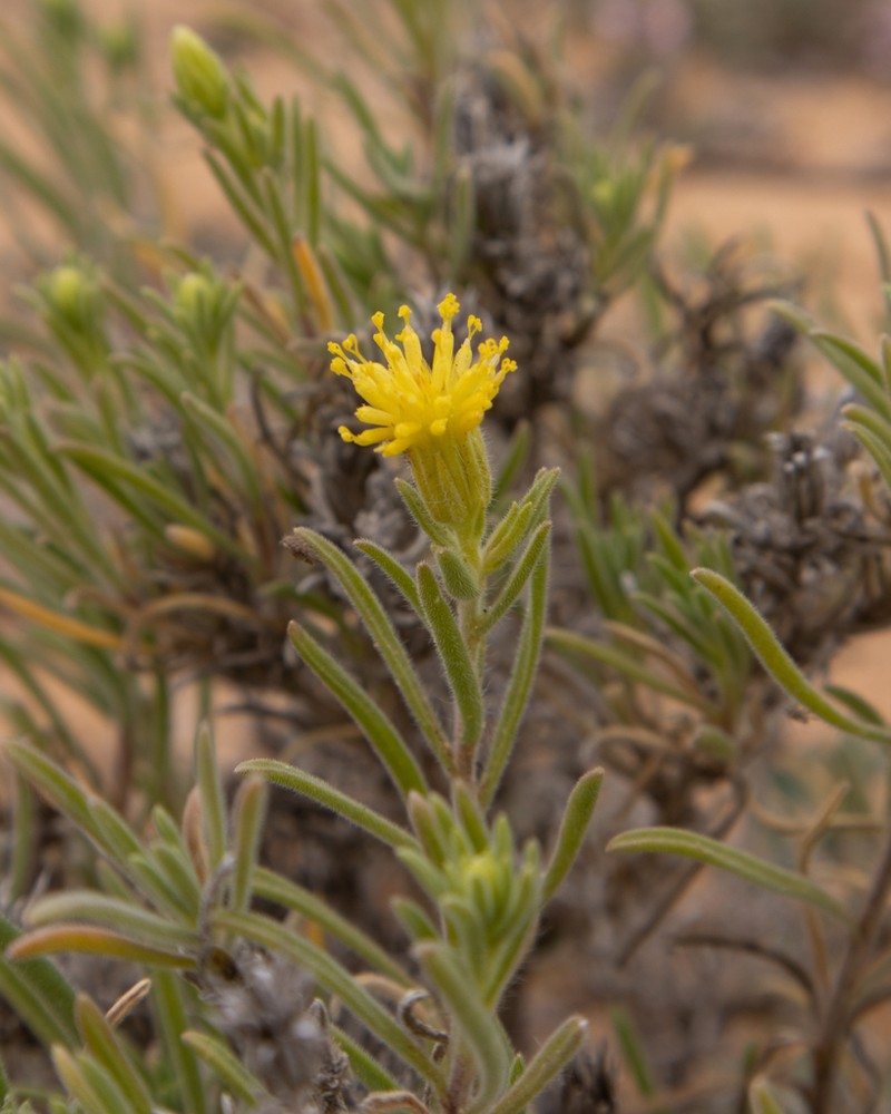Pegolettia plumosa photo 2