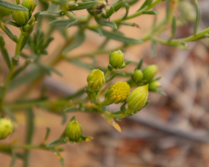 Pegolettia plumosa photo 3