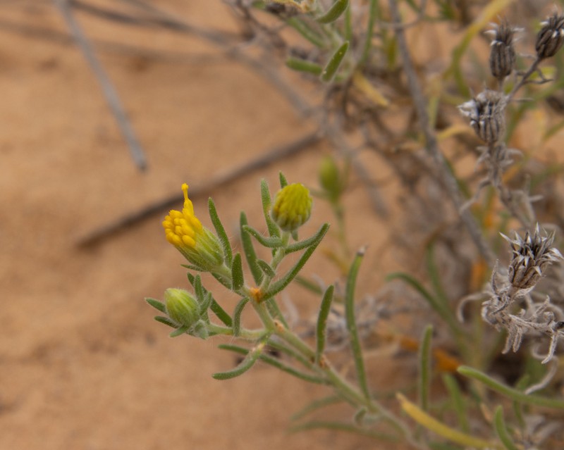 Pegolettia plumosa photo 4
