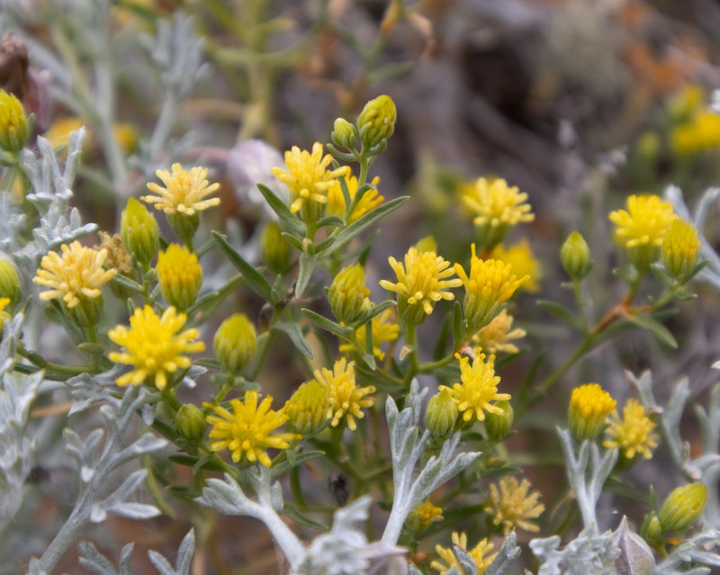 Pegolettia plumosa photo 5