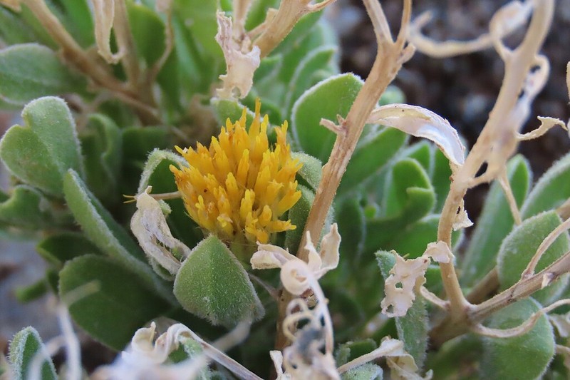 Pegolettia plumosa photo 7