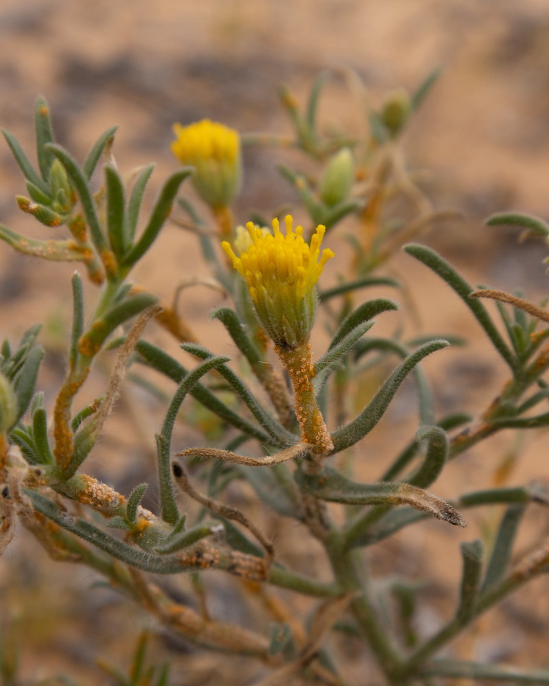 Pegolettia plumosa photo 8