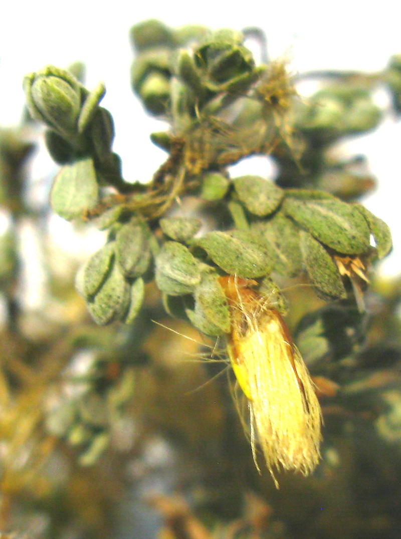 Pegolettia retrofracta
