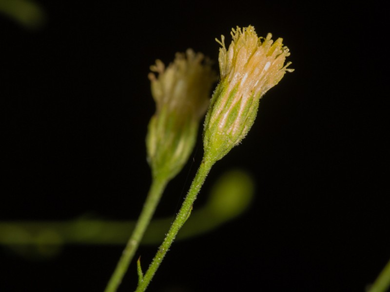 Pegolettia senegalensis