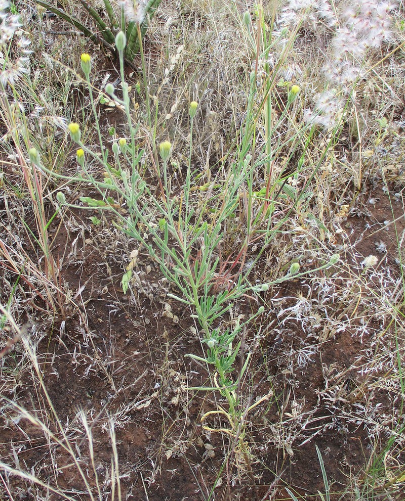 Pegolettia senegalensis photo 2