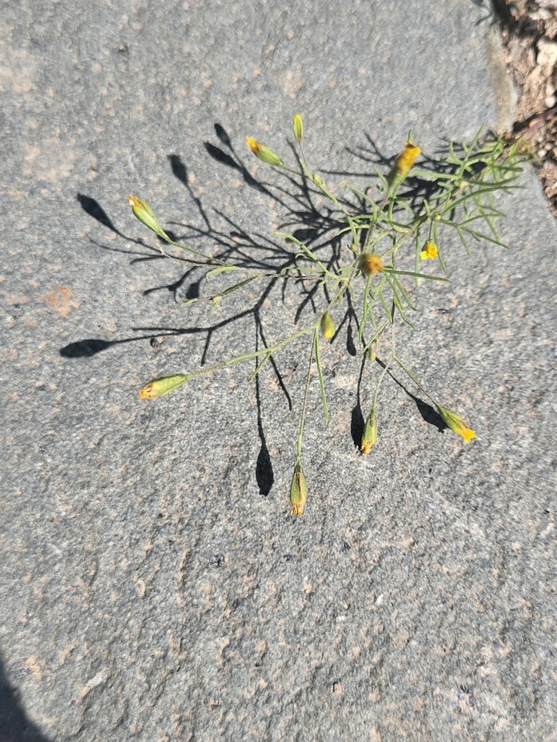 Pegolettia senegalensis photo 3