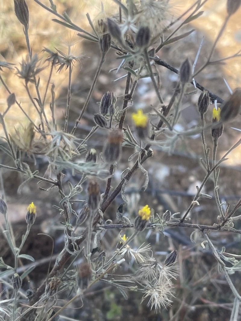 Pegolettia senegalensis photo 4