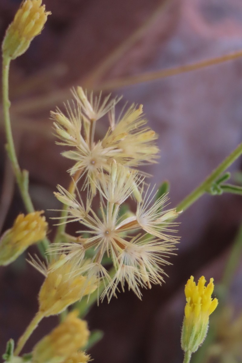 Pegolettia senegalensis photo 5