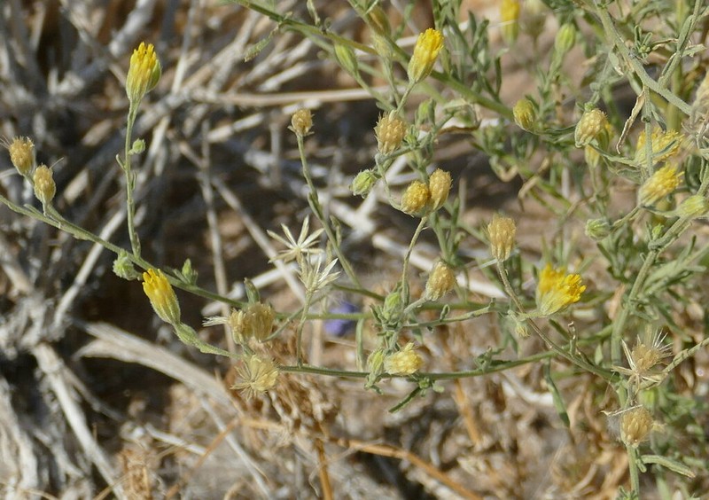Pegolettia senegalensis photo 6