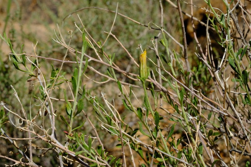 Pegolettia senegalensis photo 7