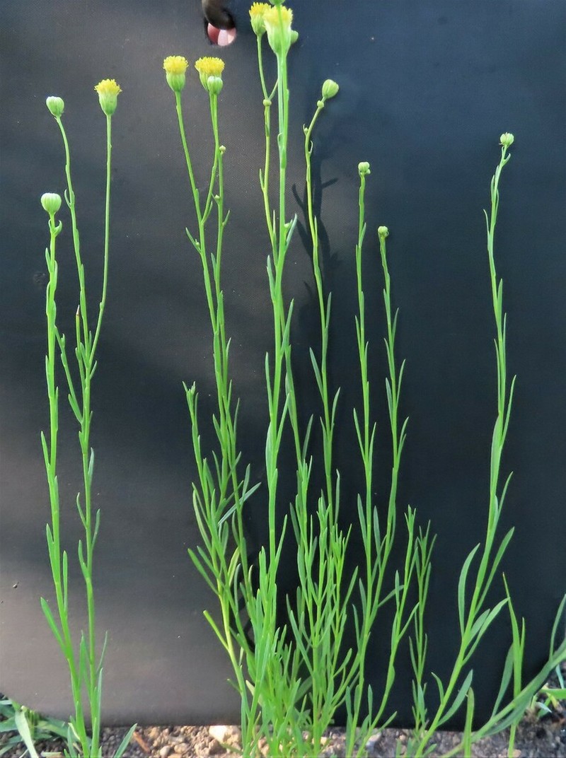 Pegolettia senegalensis photo 8
