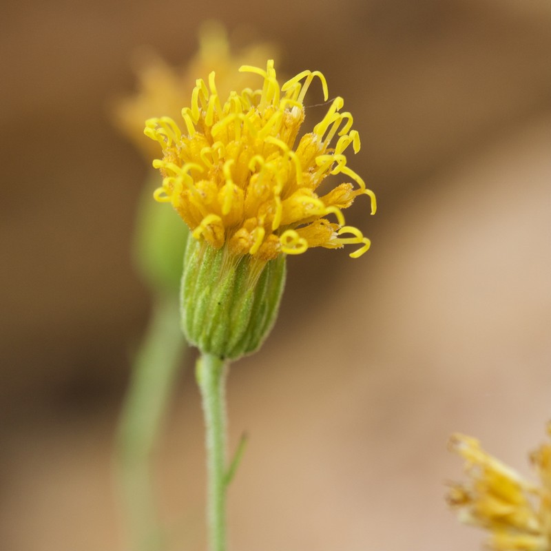 Pegolettia tenuifolia