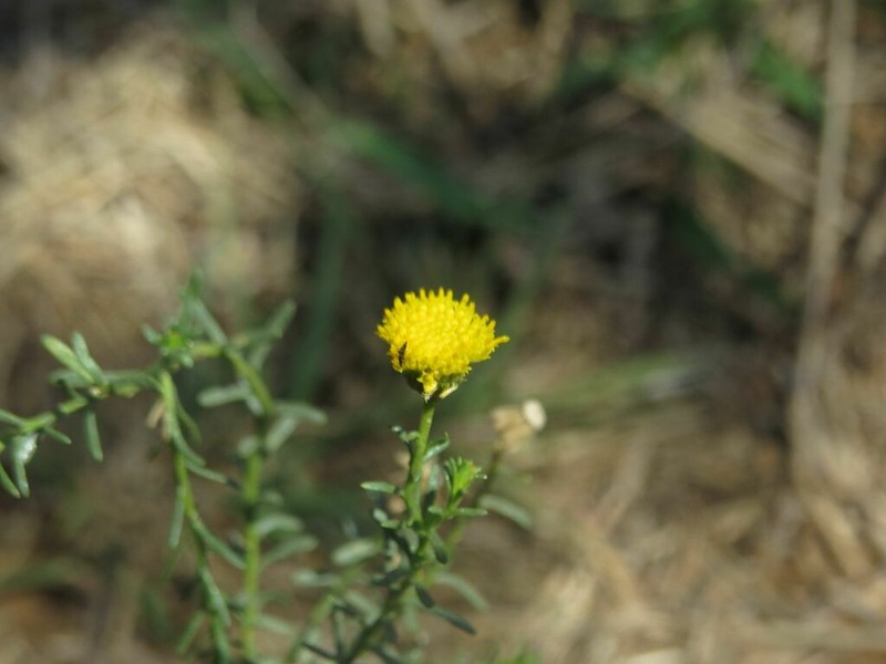 Pegolettia tenuifolia photo 2